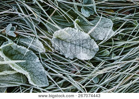 Morning frost on green plants