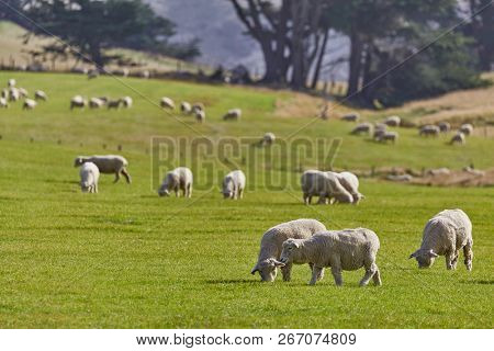 Sheep grazing on agreen field