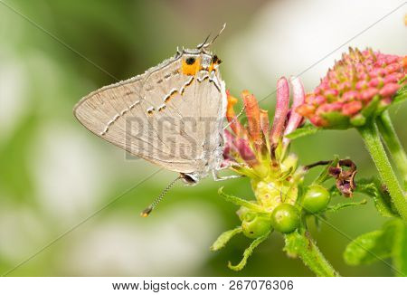 Tiny Gray Hairstreak butterfly resting on a Lantana flowerhead in summer garden