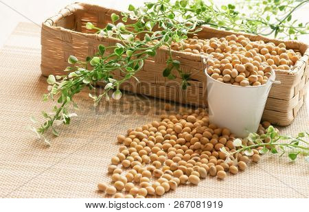 Soy Beans In White Bowl And Brown Mesh Busket Decorated With Green Leaf On The Fabric Table Cloth