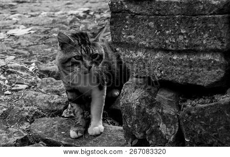 A Street Cat In The Historic Hill Village Of Oprtalj In Istria, Croatia