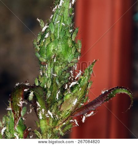 Aphids Sucking Sap From Rose In Urban House Garden.