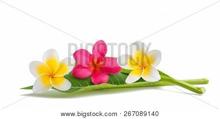 Red And White Frangipani Flowers With Leaves Isolated On White