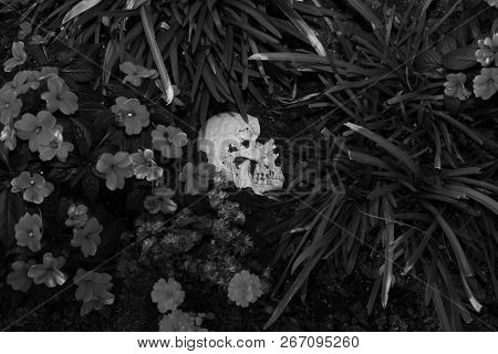 Crime Scene. Human Skull buried in dirt in a crime scene.