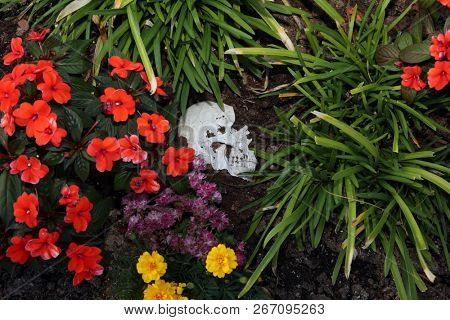 Crime Scene. Human Skull buried in dirt in a crime scene.