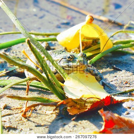 Frog On The Shore Next To Fallen Yellow Leaves