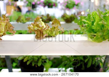 Many Kinds Of Hydroponic Vegetables Growing In A Box Row In The Building Garden