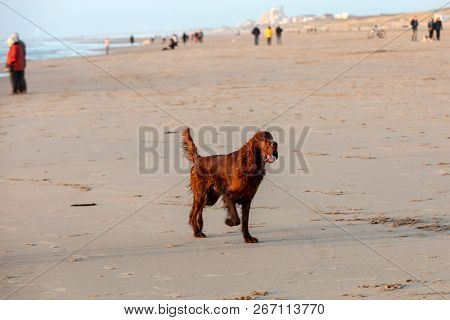Red Setter Dog Having Fun On A Beach