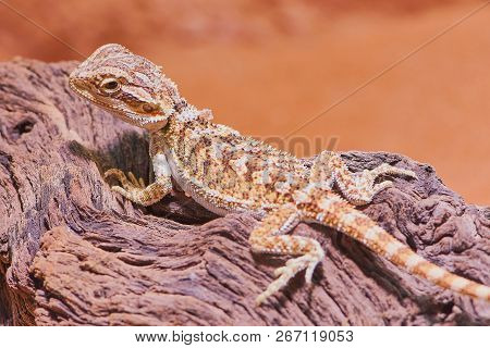 Macro Color Photo Of A Female Bearded Dragon Lying On A Branch