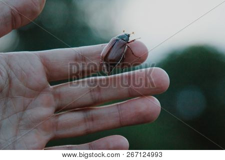 Cockchafer On A Female Finger, Soft Green Background. May Beetle Melolontha Melolontha. Side View
