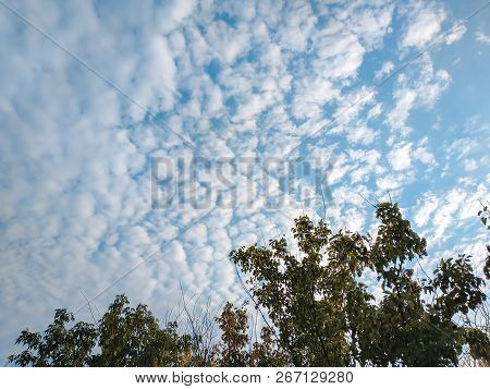 Cloudscape With Altocumulus Clouds And Trees At Evening