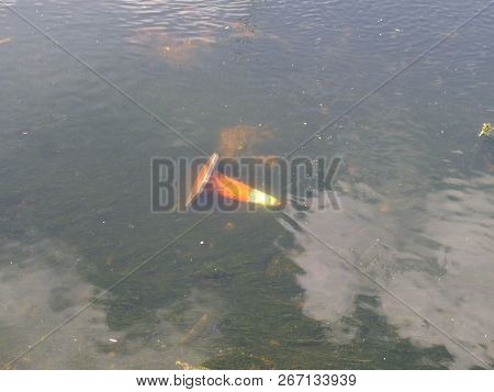 A Dropped Orange Street Cone In The Water In Cork.