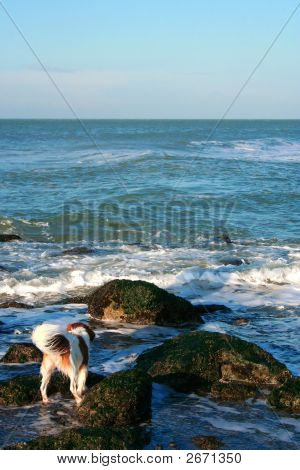 Cachorro correndo pelo Oceano