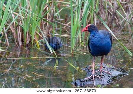 Purple Swamphen Birds In The Wild In Australian Forest. Nature Wildlife Background