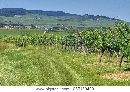 Alsatian Hilly Landscape. View Of A Green Summer Vineyard And The Alsatian Village On The Horizon