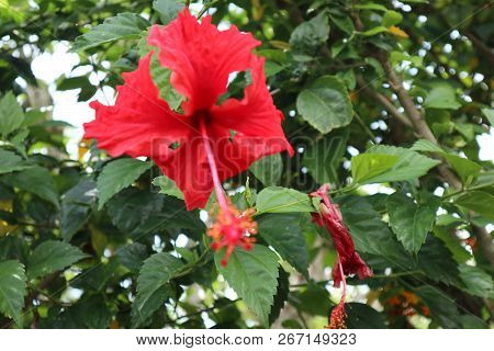 Red Blossom Hibiscus Flowers Grow In The Garden
