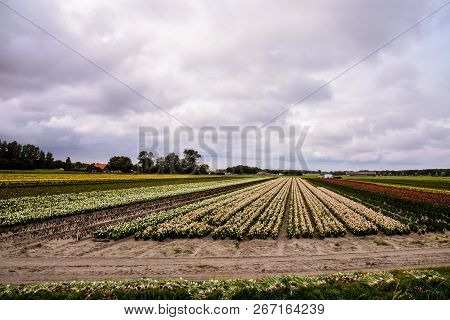 Photo Picture Of Calla Flower Colored Garden Field Cultivation