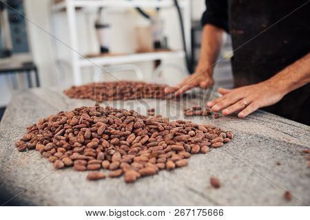 Worker Sorting Cocoa Beans Into Piles On A Factory Table