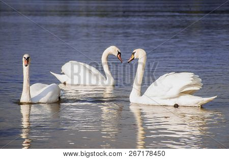 Lovely Birds Swans Swimming In The River Svislach