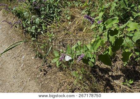 Two Insect Pest American White Butterfly, Black-veined White, Aporia Crataegi Or Hyphantria Cunea On