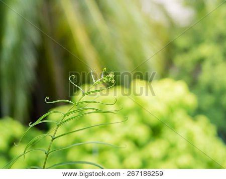 Macro Of Gracile Fern Leaves With Bokeh Background, Beauty In Nature..