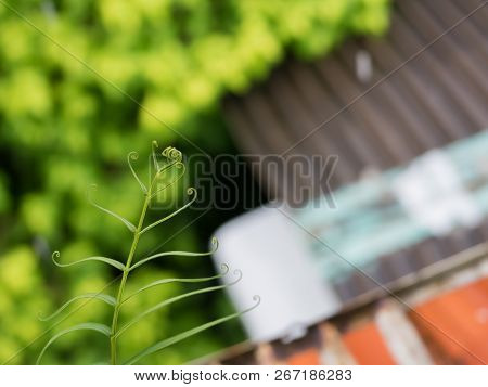 Macro Of Gracile Fern Leaves With Bokeh Background, Beauty In Nature..
