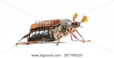 Summer chafer or European june beetle, Amphimallon solstitiale, in front of white background