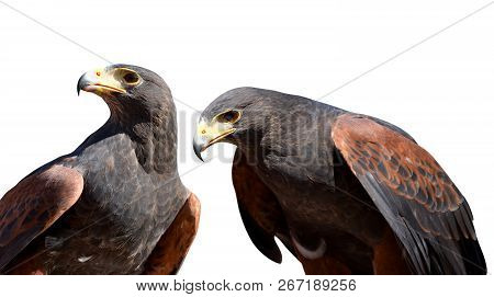 Harris Hawk (parabuteo Unicinctus) Isolated On A White Background.