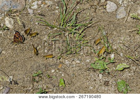 A Group Of Yellow Butterflies Drinking Water On The Puddlein The Lozen Mountain Near To Pasarel Vill