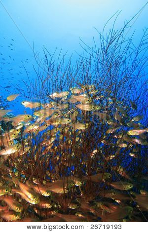 โกลเด้น Sweepers (Glassfish) และปะการังดำโยงหัวข้อ