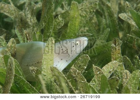 Murena grigia in erba di mare