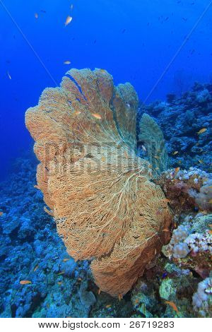 Gorgonian Fan Coral