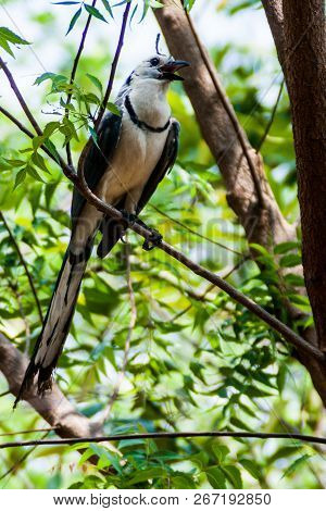 White-throated Magpie-jay Calocitta Formosa On Ometepe Island, Nicaragua