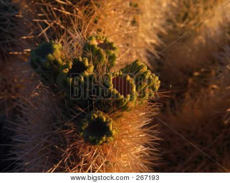 Close Up di Cholla Cactus