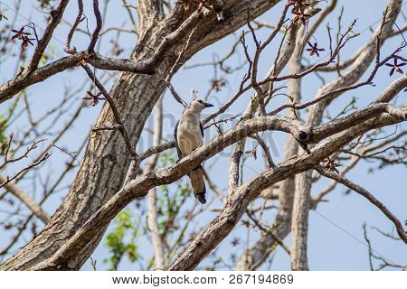 White-throated Magpie-jay Calocitta Formosa On Ometepe Island, Nicaragua
