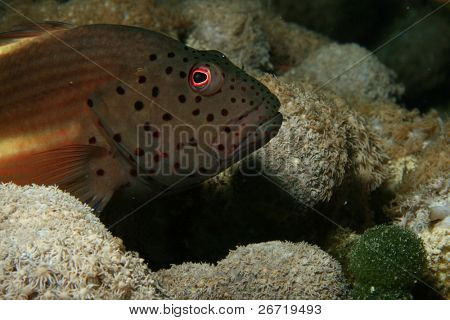 Gyöngyös Hawkfish
