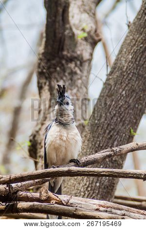 White-throated Magpie-jay Calocitta Formosa On Ometepe Island, Nicaragua