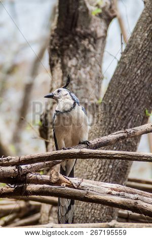 White-throated Magpie-jay Calocitta Formosa On Ometepe Island, Nicaragua