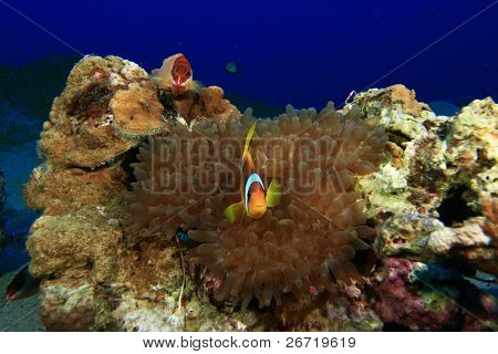 Anemonefish do mar vermelho e garoupa Blacktip