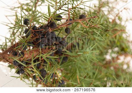 Juniperus Communis Branch With Green Needles And Blue Fruits, Juniper Berries
