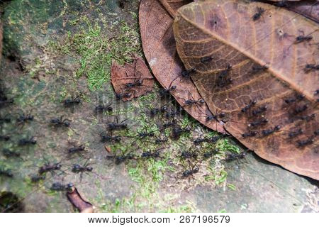 Ant Trail In A Forest Covering Maderas Volcano On Ometepe Island, Nicaragua