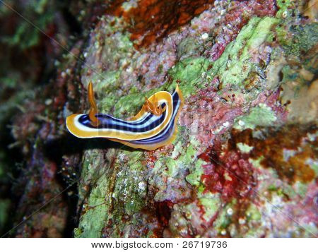 Pyjamas slug nøgensnegle (fire farve chromodorid)