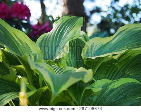 A Funkia Growing In A Home Garden.