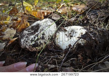Lactarius Resimus Is A Species Of Mushrooms In The Genus Lactarius, Which Is Considered A Delicacy I