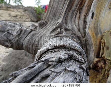 Unusual Texture Of Old Dry Wood - Dry And Wind-treated Old Stump