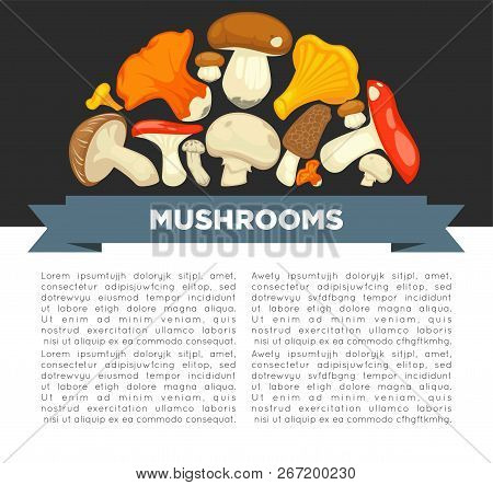 Ripe Forest Mushrooms Of All Edible Species On Promotional Poster With Sample Text