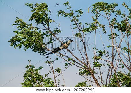 White-throated Magpie-jay Calocitta Formosa On Ometepe Island, Nicaragua