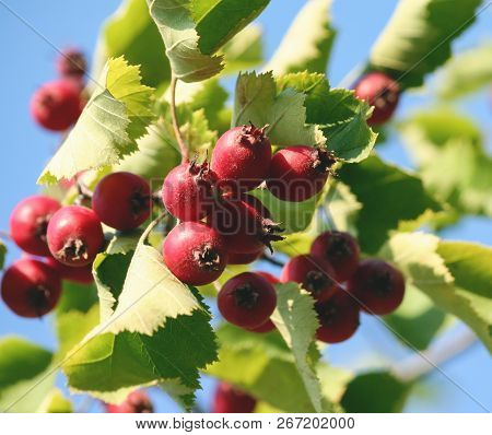 Crataegus, Hawthorn, Haw, Branch With Green Leaves And Bright Red Berries Against A Blue Sky, Ripe F