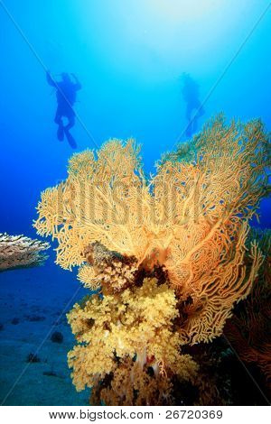 SCUBA dykkere silhuet bag Gorgonian Fan koraller