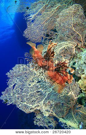 Lionfish kæmper med Gorgonian Fan koraller i baggrunden